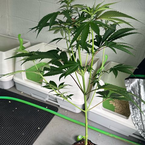 CxLAZ #16 50.72g growlog timeline photo