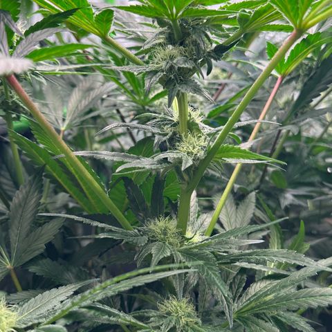 CxLAZ #20 13.7g growlog timeline photo