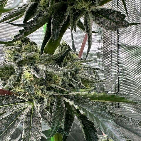 CxLAZ #24 37.13g growlog timeline photo