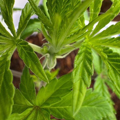Shaman growlog photo: Showing preflowers