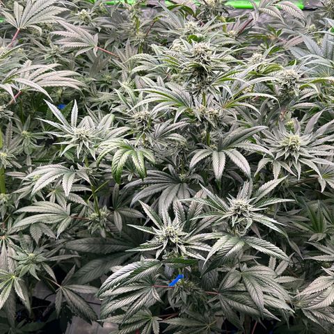 CxLAZ #16 50.72g growlog timeline photo