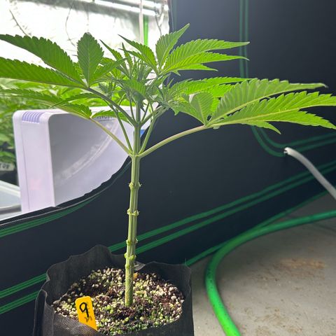 CxLAZ #16 50.72g growlog photo: Lollipoped