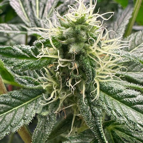 CxLAZ #31 58.75g growlog timeline photo