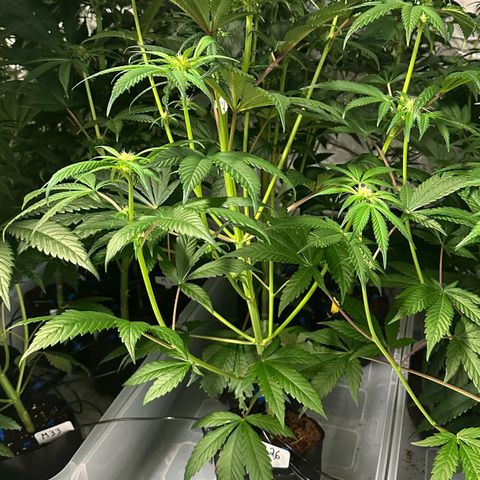 Misc x (LA Kush x Zkittles) #26 60.7g growlog timeline photo