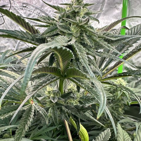 Misc x (LA Kush x Zkittles) #22 34.14g growlog timeline photo
