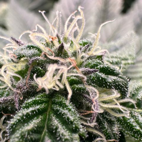 Misc x (LA Kush x Zkittles) #35 28.55g growlog timeline photo