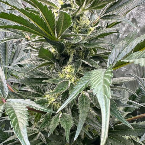 Misc x (LA Kush x Zkittles) #37 42.26g growlog timeline photo