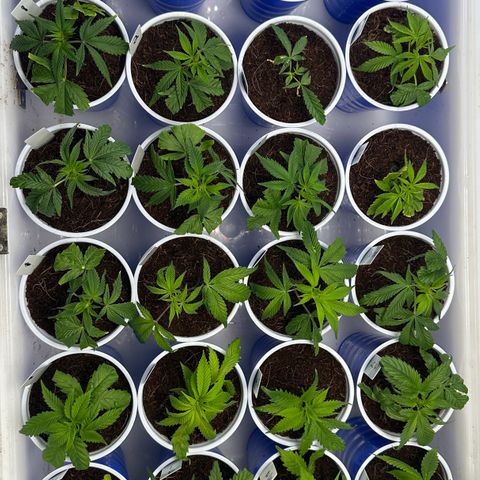 Shaman growlog timeline photo