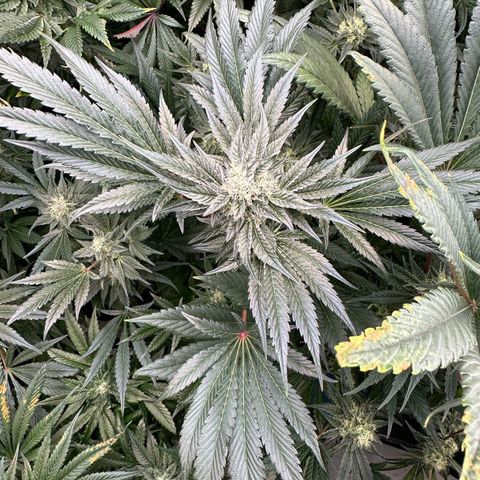 Misc x (LA Kush x Zkittles) #10 growlog timeline photo