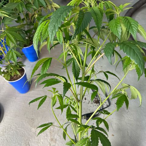 MiscxLAZ #26 C #1 47.15g growlog timeline photo