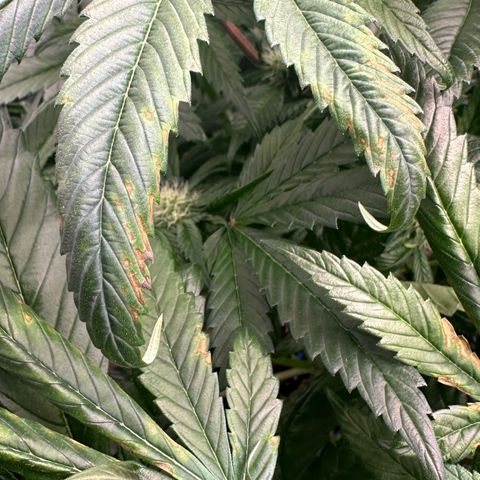 Misc x (LA Kush x Zkittles) #35 28.55g growlog photo: Possible magnesium deficit, added 70ml cal-mag to res