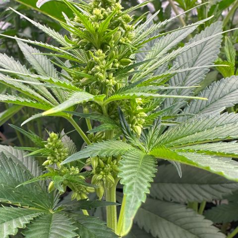 CxLAZ #16 50.72g growlog timeline photo