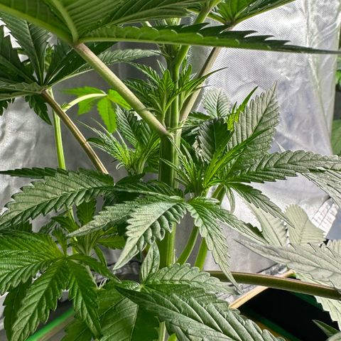 CxLAZ #16 50.72g growlog timeline photo
