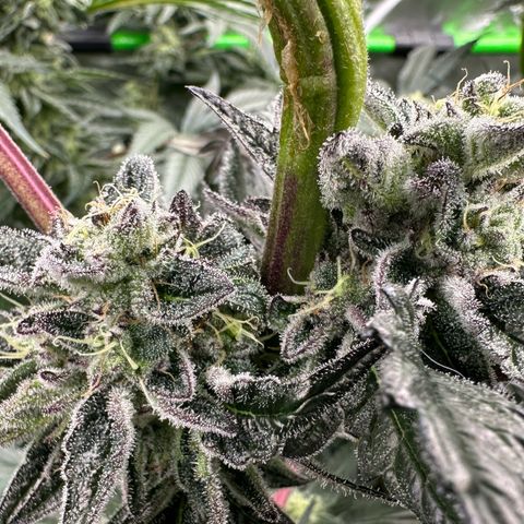 Misc x (LA Kush x Zkittles) #22 34.14g growlog timeline photo