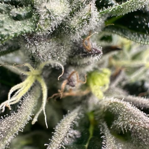 CxLAZ #03 45.52g growlog timeline photo