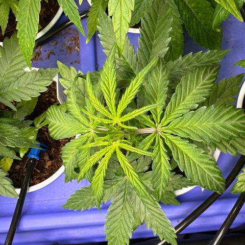 Auto Think Different  #1 growlog photo: Transplanted into 1 gal