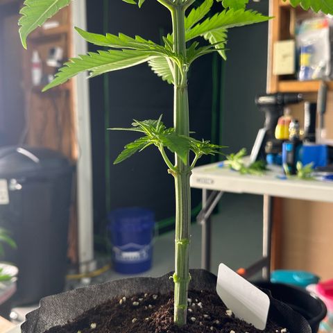 CxLAZ #16 50.72g growlog photo: Lollipoped