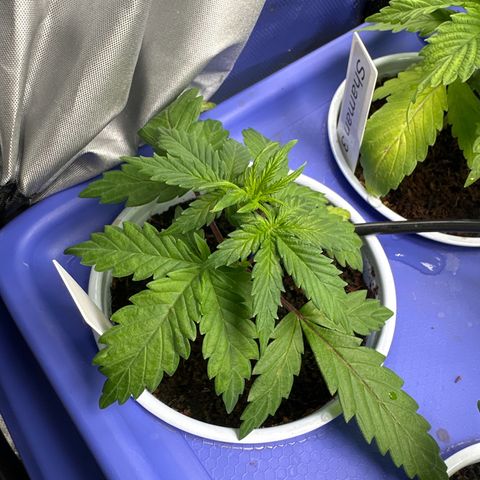Auto Think Different  #1 growlog timeline photo