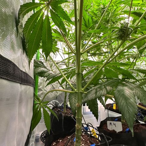 CxLAZ #11 50.28g growlog timeline photo