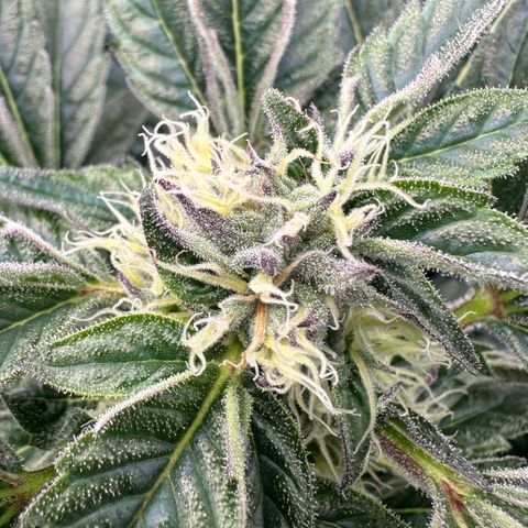 Misc x (LA Kush x Zkittles) #37 42.26g growlog timeline photo