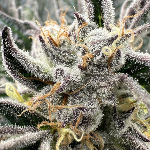 Misc x (LA Kush x Zkittles) #37 42.26g growlog timeline photo