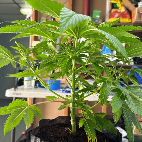CxLAZ #16 50.72g growlog photo: Lollipoped