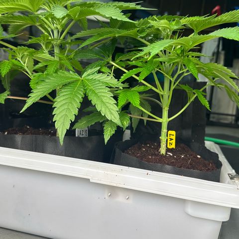 CxLAZ #16 50.72g growlog timeline photo