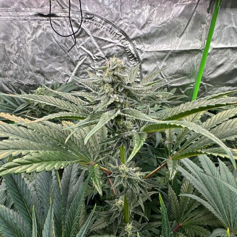Misc x (LA Kush x Zkittles) #29 25.69g growlog timeline photo