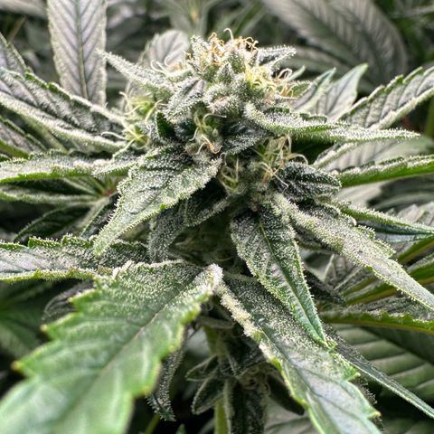 Misc x (LA Kush x Zkittles) #26 60.7g growlog timeline photo
