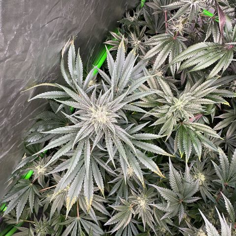 CxLAZ #11 50.28g growlog timeline photo