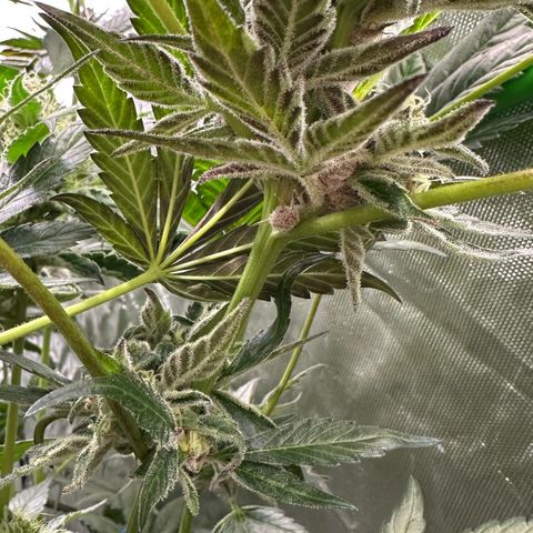 Misc x (LA Kush x Zkittles) #37 42.26g growlog timeline photo