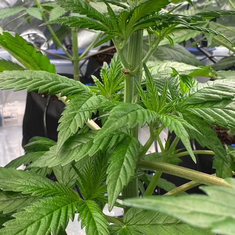 CxLAZ #16 50.72g growlog timeline photo