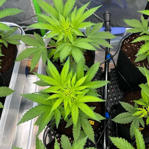 CxLAZ #16 50.72g growlog timeline photo