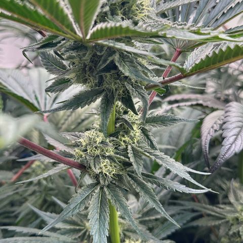 CxLAZ #16 50.72g growlog timeline photo