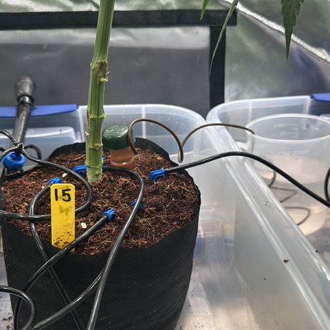 CxLAZ #15 52g growlog photo: Added blumat