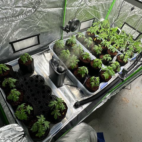 Misc x (LA Kush x Zkittles) #26 60.7g growlog timeline photo