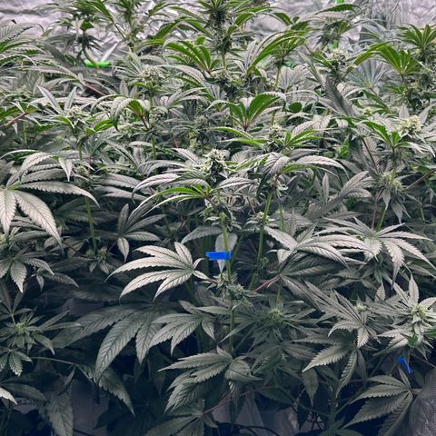 Misc x (LA Kush x Zkittles) #26 60.7g growlog timeline photo