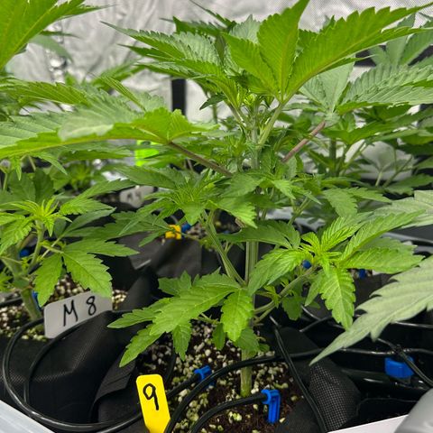 CxLAZ #16 50.72g growlog timeline photo