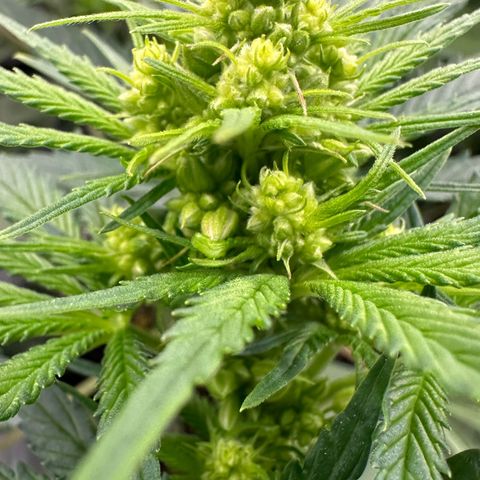 CxLAZ #16 50.72g growlog timeline photo