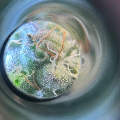 CxLAZ #16 50.72g growlog timeline photo