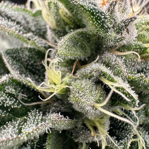 Misc x (LA Kush x Zkittles) #37 42.26g growlog timeline photo