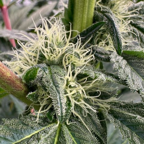 CxLAZ #16 50.72g growlog timeline photo