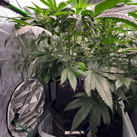 CxLAZ #16 50.72g growlog timeline photo