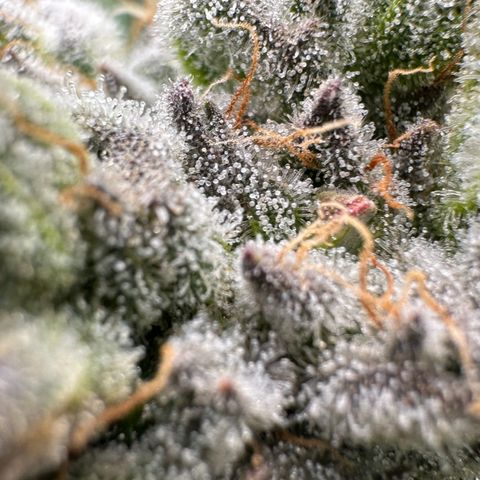 Misc x (LA Kush x Zkittles) #26 60.7g growlog timeline photo