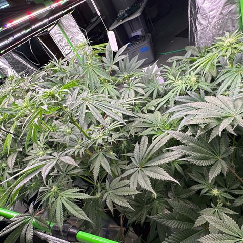 CxLAZ #16 50.72g growlog timeline photo