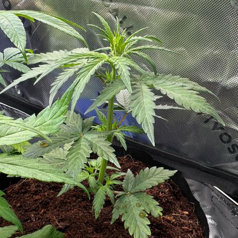 Auto Think Different  #1 growlog timeline photo