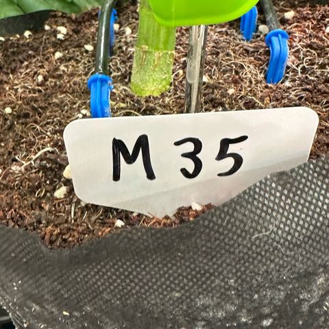 Misc x (LA Kush x Zkittles) #35 28.55g growlog timeline photo