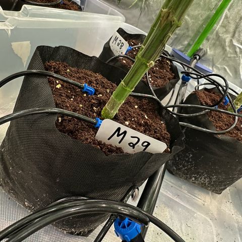 CxLAZ #16 50.72g growlog photo: Pollenated bud site