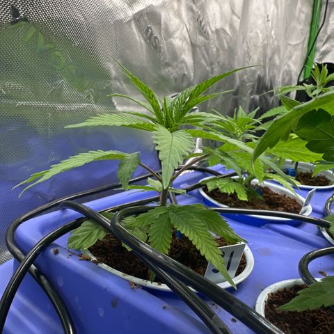CxLAZ #31 C growlog timeline photo