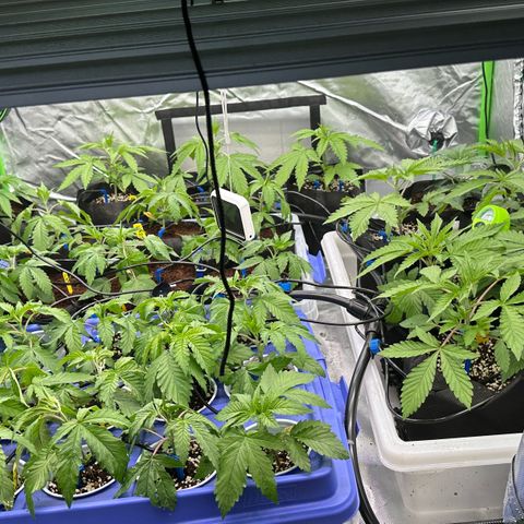 Misc x (LA Kush x Zkittles) #26 60.7g growlog timeline photo
